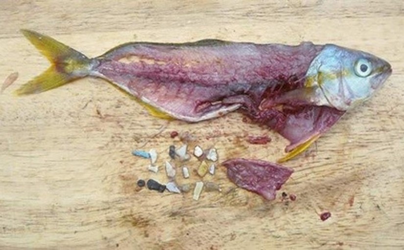 A mélytengeri halak is esznek műanyagot